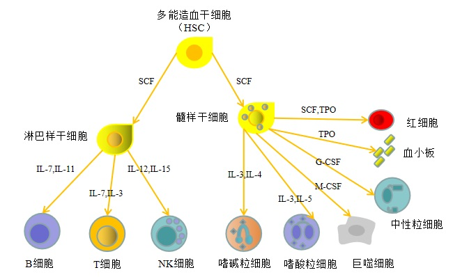 干细胞培育