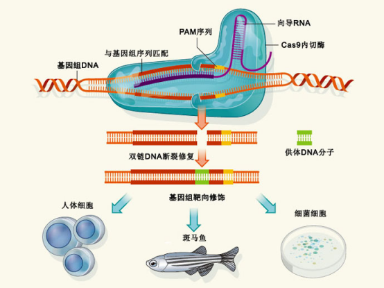 基因编辑技术