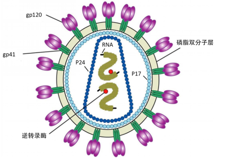 HIV病毒结构改造动态