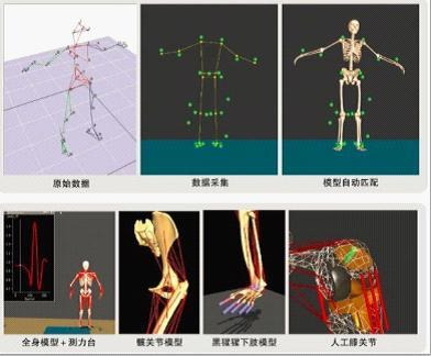 三维雷达图动态演示，肌肉、脂肪、骨骼指标形成立体评估模型